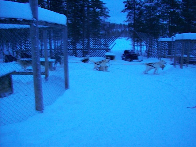Husky Schlitten