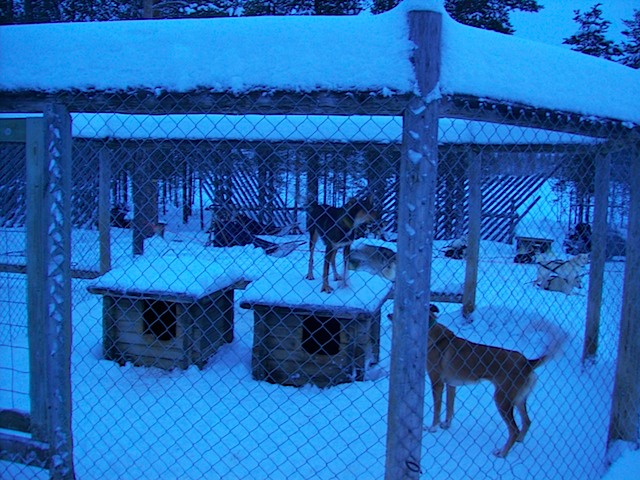 Husky in Warteposition