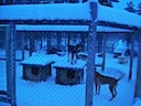 Husky in Warteposition
