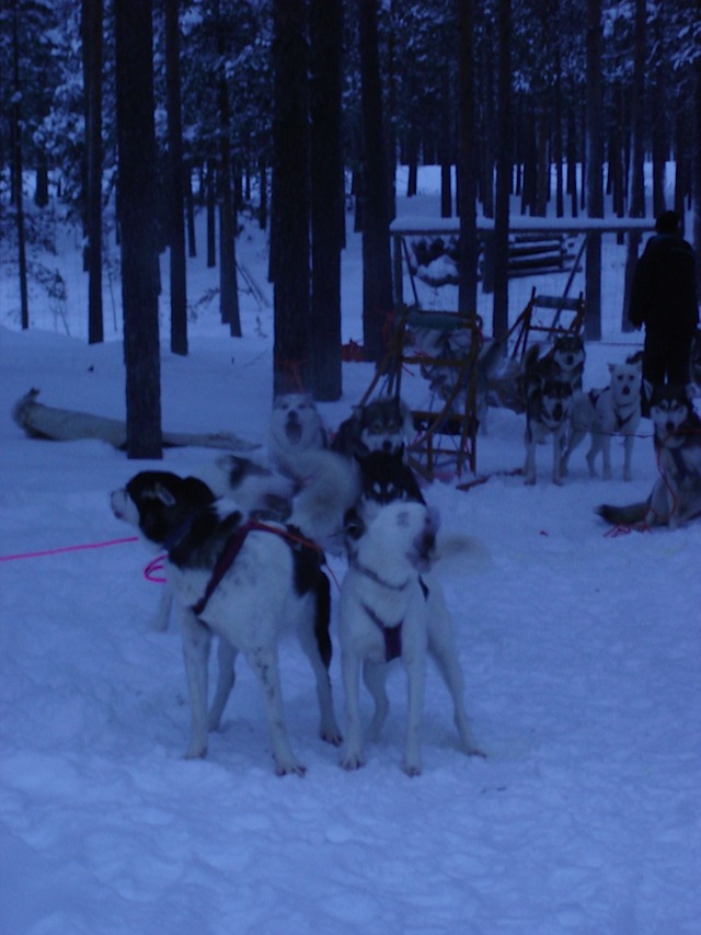 Unsere Huskys