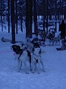 Unsere Huskys