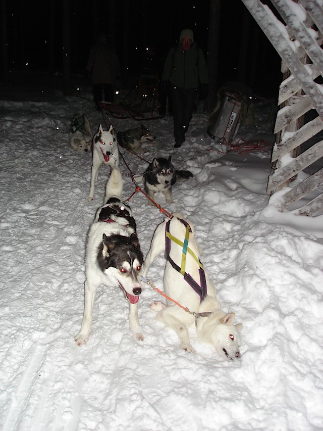 Husky Chefs